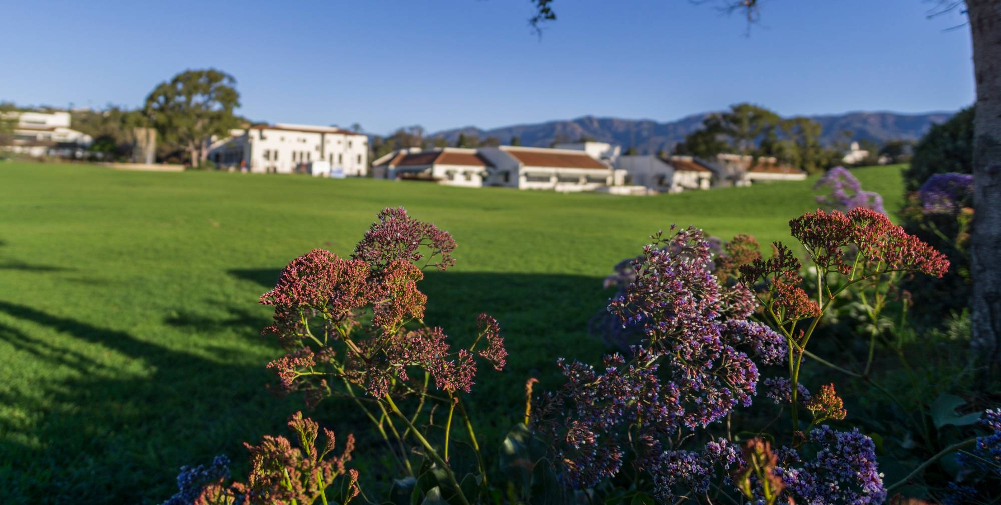 West campus with plants in the foreground